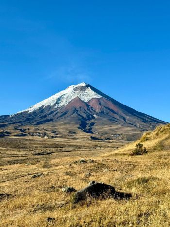 A classic view of the perfectly symmetrical snow-dusted Cotopaxi Volcano rising over the golden Andean paramo fields under a clear blue sky in Ecuador.