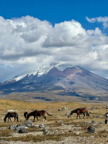 Wild horses graze across the open paramo plains of Cotopaxi National Park, framed by the majestic snow-capped Cotopaxi Volcano in Ecuador.