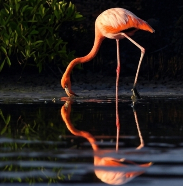 Pink Flamingo Feeding in Galápagos Lagoon