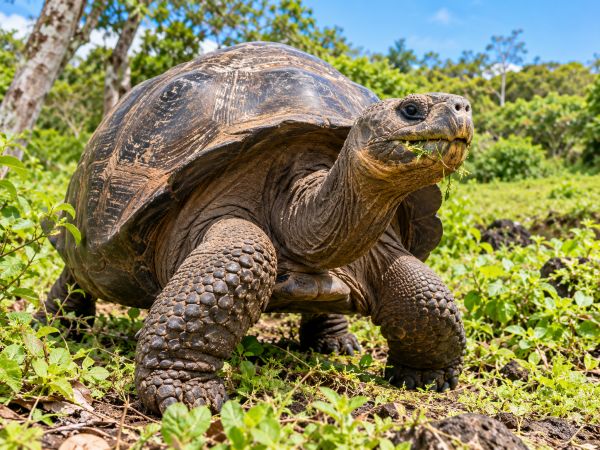 Close-up of a Galapagos giant tortoise (Chelonoidis) walking through lush green vegetation in the Galapagos Islands, Ecuador, showcasing its massive shell, unique features, and the extraordinary wildlife of this UNESCO World Heritage Site.