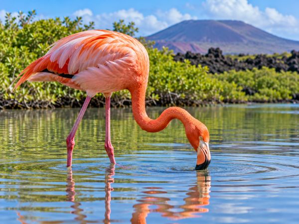 American flamingo (Phoenicopterus ruber) feeding in the shallow, crystal-clear waters of a peaceful lagoon in the Galapagos Islands, Ecuador, surrounded by lush mangrove vegetation, volcanic landscapes, and the extraordinary natural beauty of this unique wildlife destination.