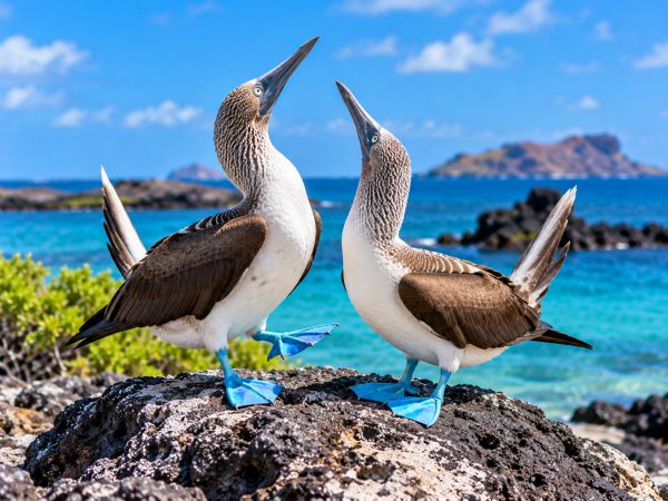 Two blue-footed boobies (Sula nebouxii) performing their famous courtship dance on volcanic rocks in the Galapagos Islands, Ecuador, displaying their vibrant blue feet against a stunning backdrop of turquoise ocean waters and volcanic island landscapes.
