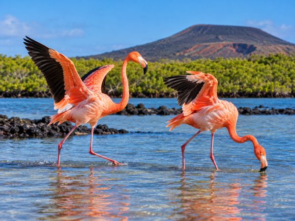 Two American flamingos (Phoenicopterus ruber) spreading their wings and feeding in a shallow saltwater lagoon in the Galapagos Islands, Ecuador, surrounded by volcanic landscapes and pristine natural habitat.