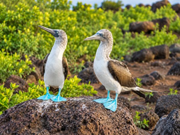 Blue-footed boobies in the Galapagos Islands, Ecuador, displaying their iconic bright blue feet among volcanic rocks and native vegetation in their natural habitat.