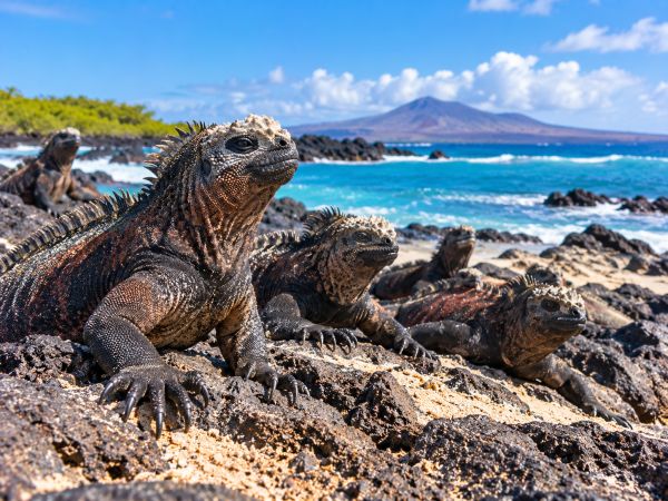 Galapagos marine iguanas (Amblyrhynchus cristatus) resting on volcanic lava rocks along the coast of the Galapagos Islands, Ecuador, surrounded by turquoise waters and dramatic volcanic landscapes.