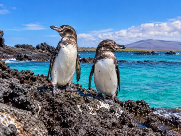 Two Galapagos penguins standing on volcanic rocks beside turquoise waters in the Galapagos Islands, Ecuador, showcasing the unique wildlife and pristine coastal landscapes of this iconic destination.