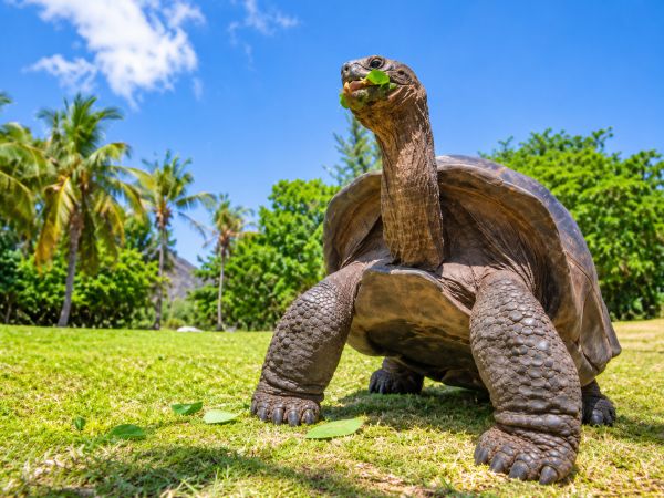 Galapagos giant tortoise exploring the lush highlands of the Galapagos Islands, Ecuador, surrounded by native vegetation under a clear blue sky.