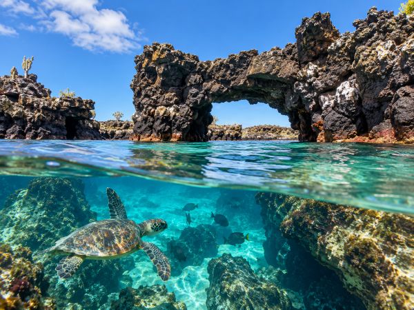 Explore Los Túneles (Cabo Rosa) on Isabela Island in the Galapagos, Ecuador, featuring volcanic lava arches, crystal-clear waters, sea turtles, tropical fish, and unique marine wildlife.